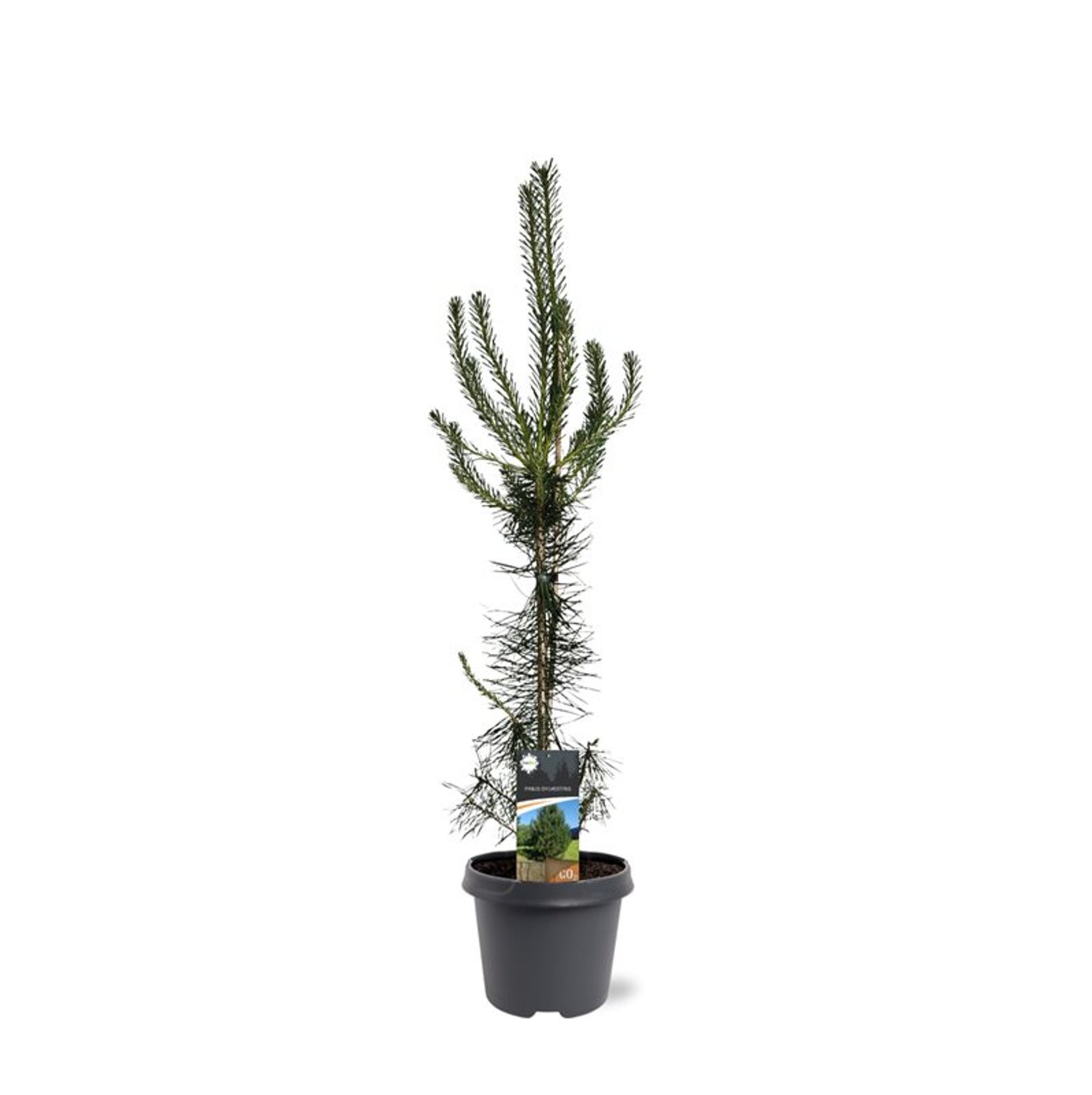 Pinus sylvestris - C5 80-100 CM